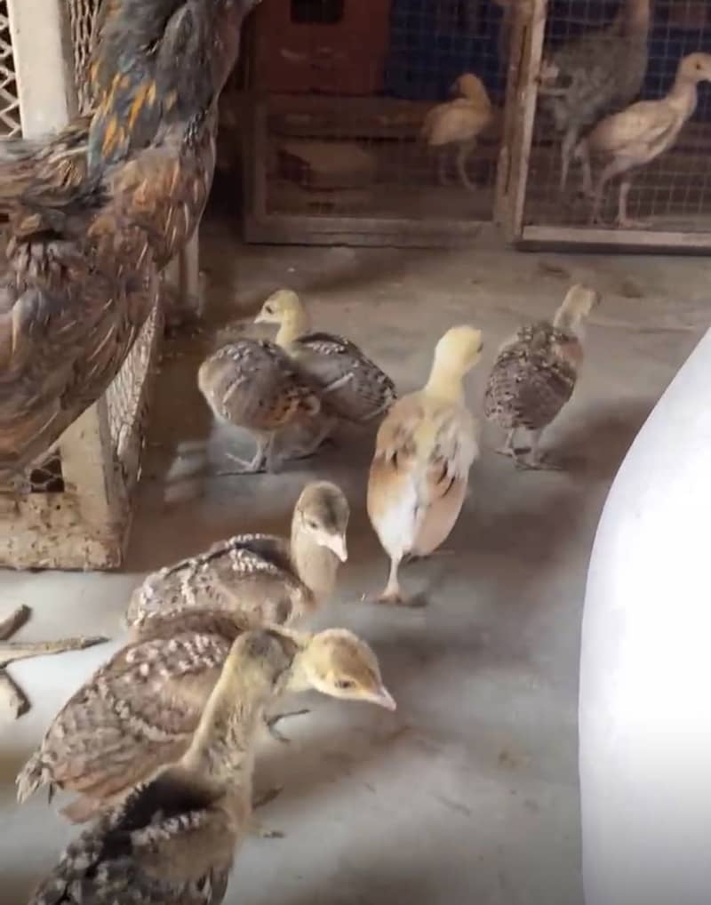Peacock Chicks 15