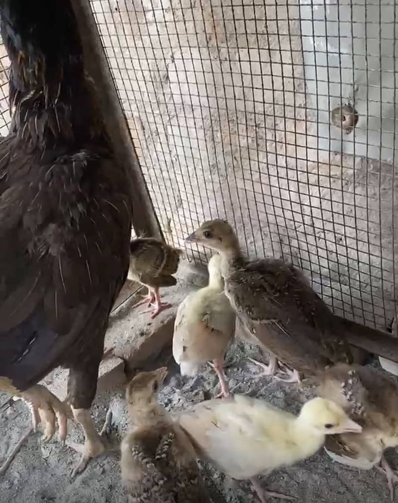 Peacock Chicks 16