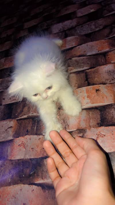 female Persian kitten
