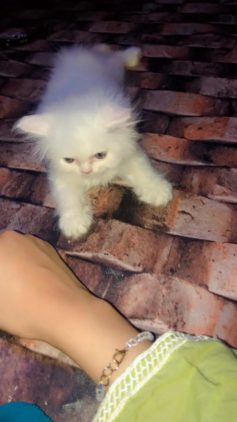 female Persian kitten — photo 2