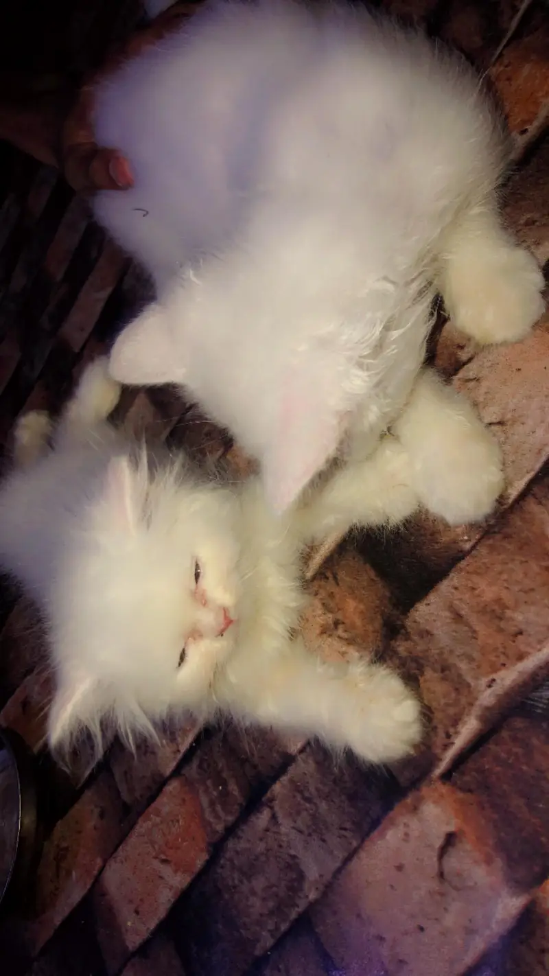 female Persian kitten — photo 3