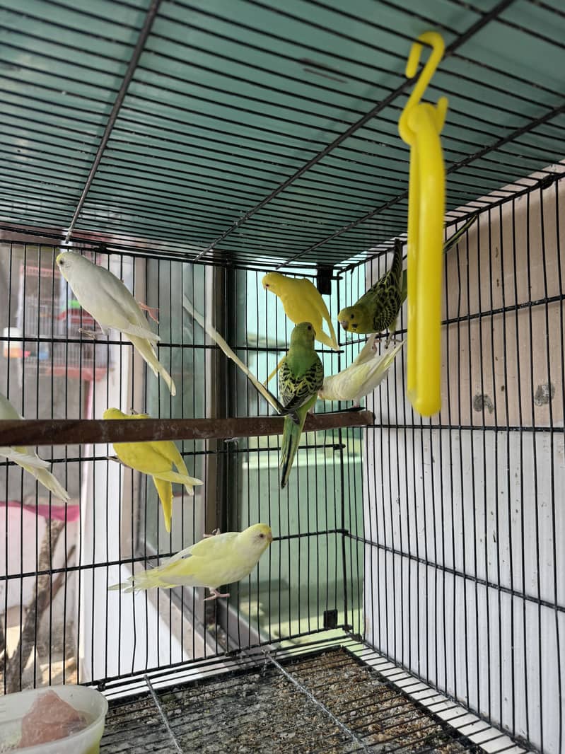 7 Pathay Available 1
