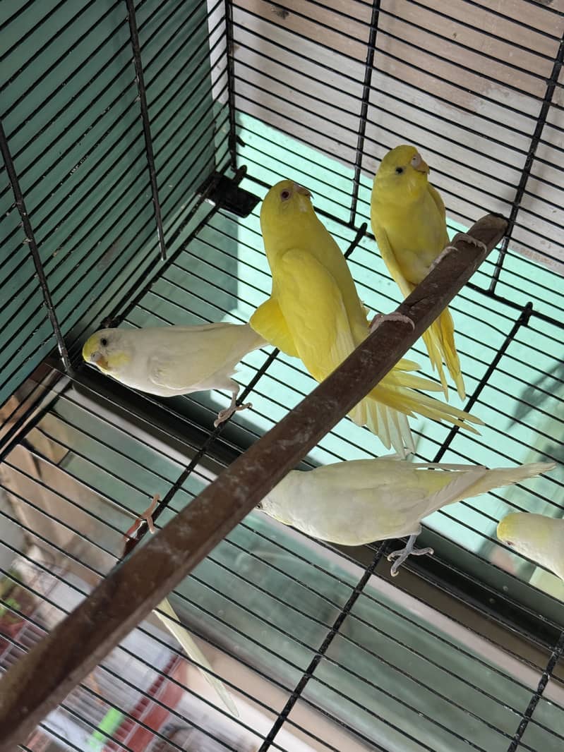 7 Pathay Available 2