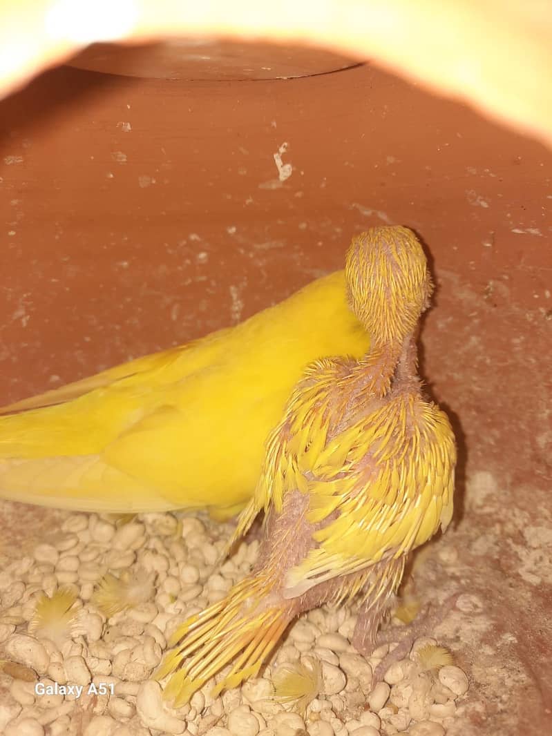 7 Pathay Available 3