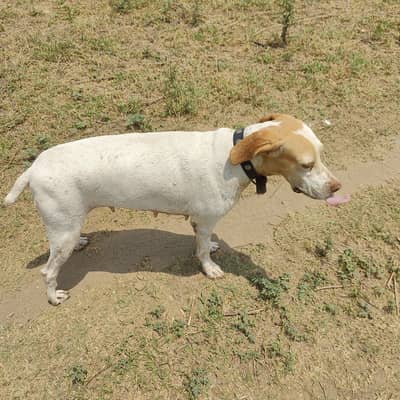 poiter female for sale Rs30000