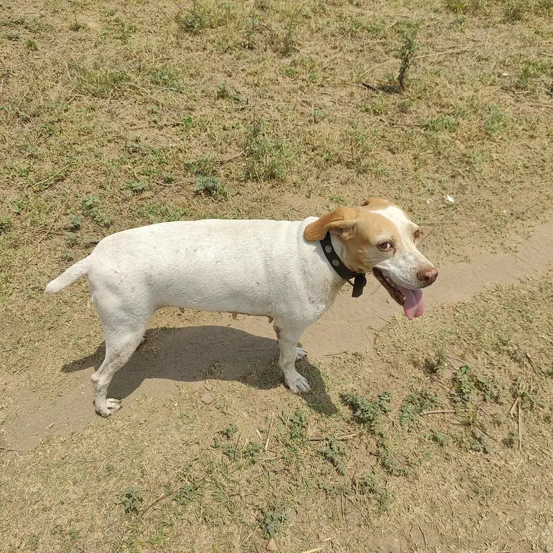 poiter female for sale Rs30000 — photo 2