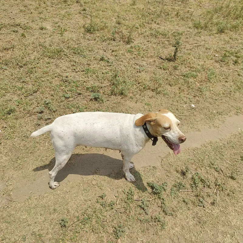 poiter female for sale Rs30000 — photo 3