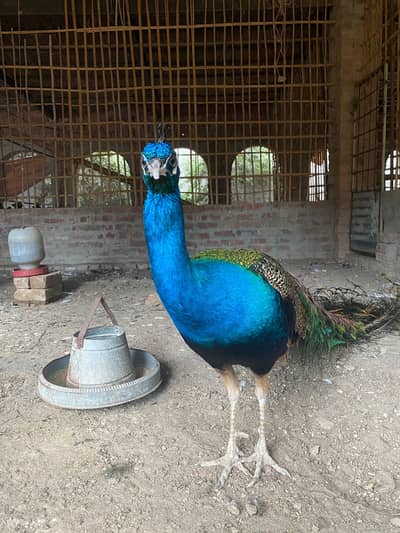 Peacock chicks 0325-2411141