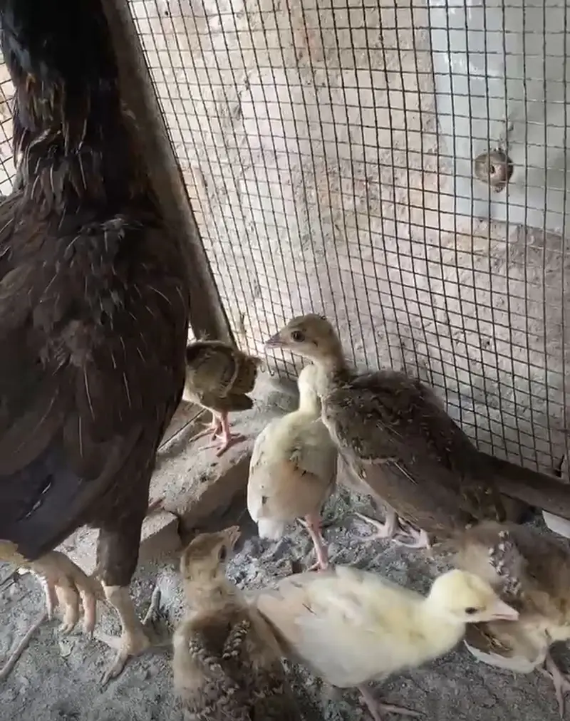 Peacock chicks 0325-2411141 — photo 2