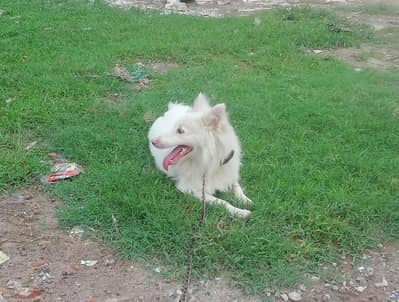 Russian dog for sale