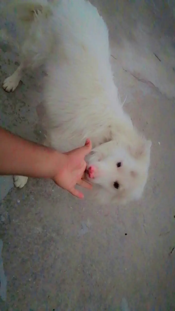 Russian dog for sale — photo 2