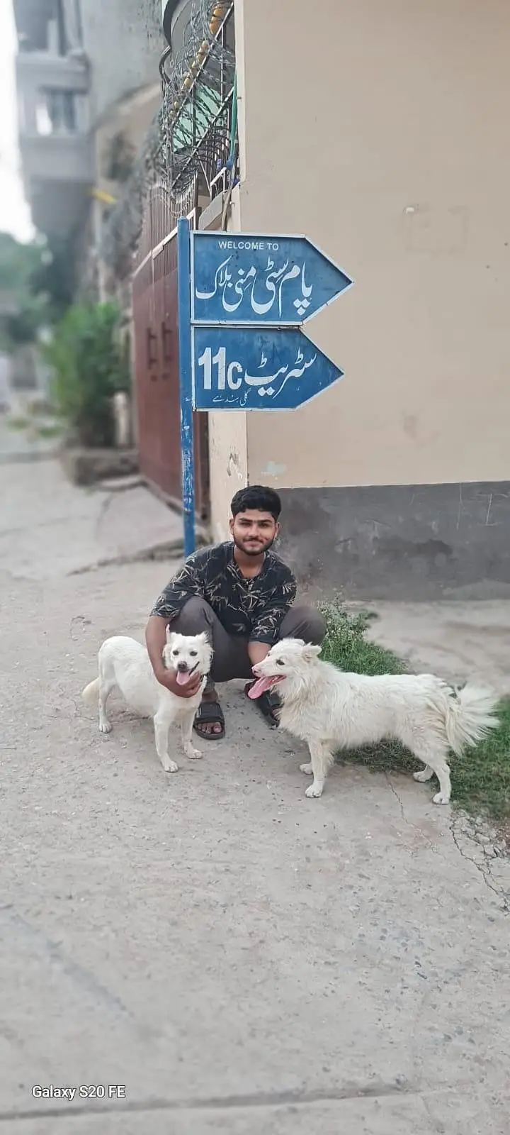 Russian dog for sale — photo 4