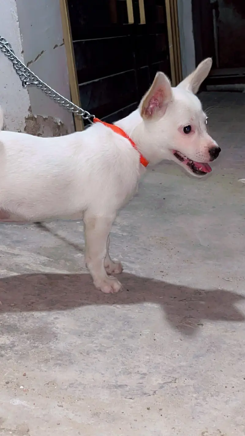 best active dog  9months family dog — photo 3