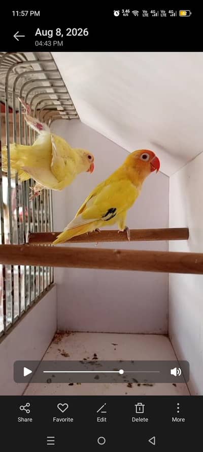Adult and breeder pair cremino, albino, parblue pestlino love birds