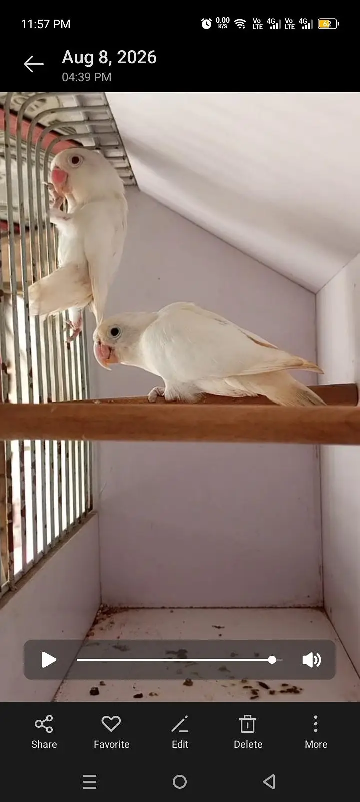 Adult and breeder pair cremino, albino, parblue pestlino love birds — photo 2
