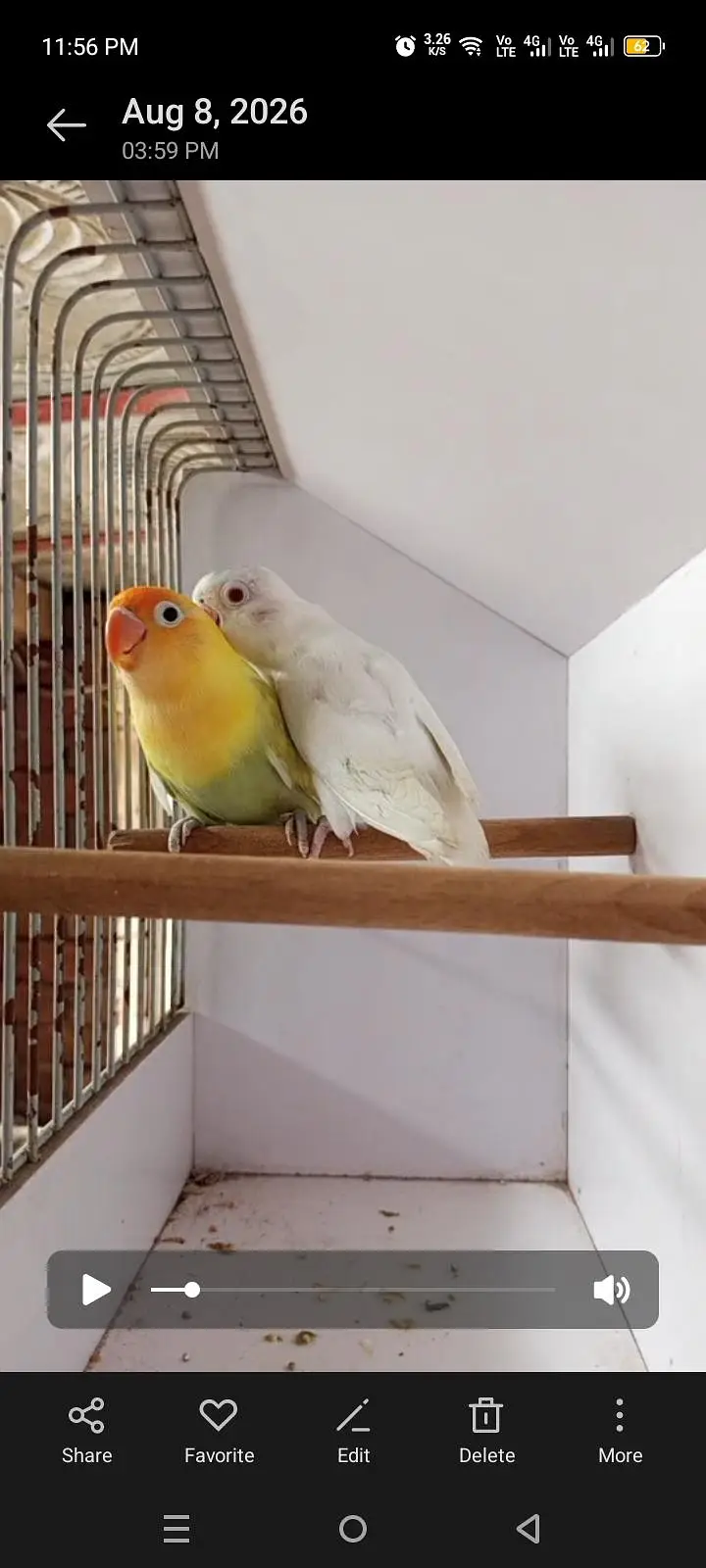 Adult and breeder pair cremino, albino, parblue pestlino love birds — photo 3