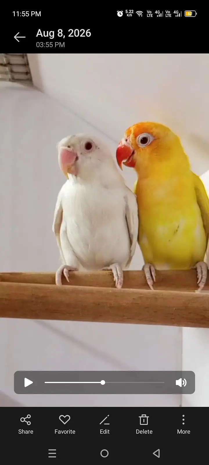 Adult and breeder pair cremino, albino, parblue pestlino love birds — photo 4