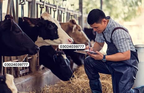 Farm Worker- Friesian Cows Expert