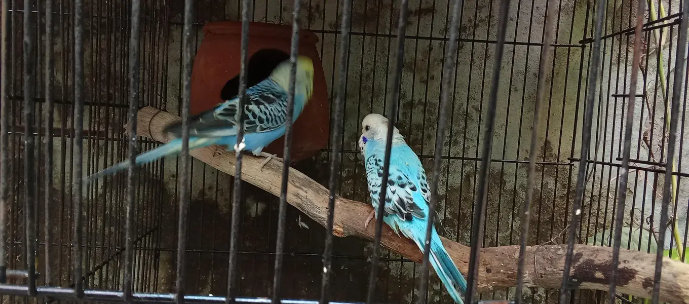 Love birds , Australian,rabbits 0321/98/92/022 — photo 2