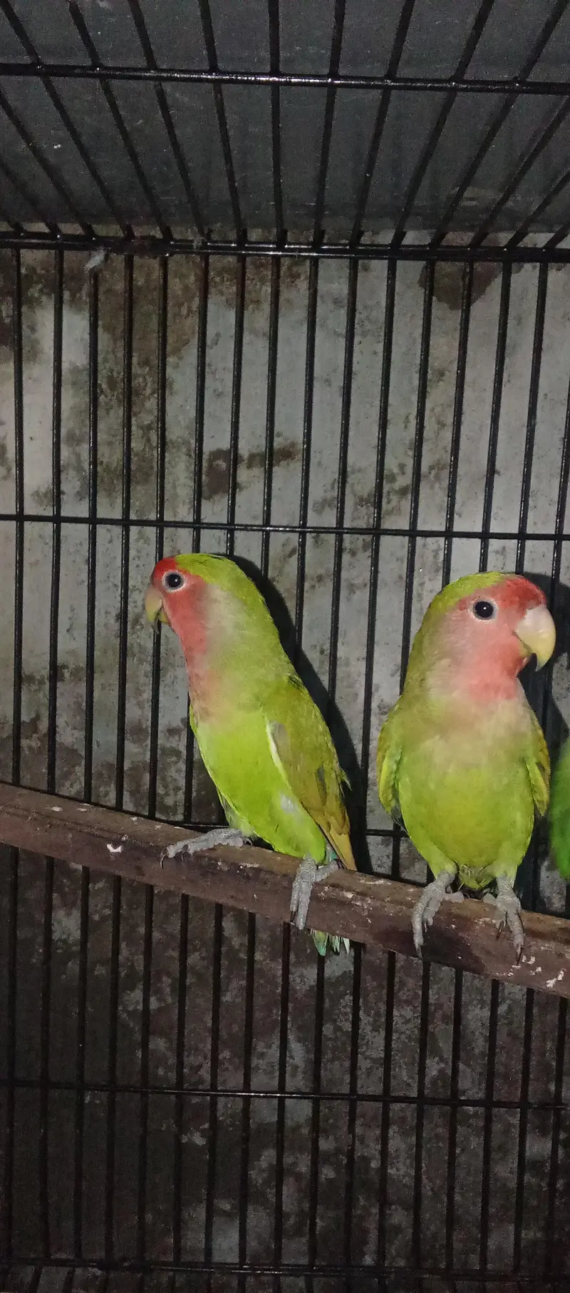 Love birds , Australian,rabbits 0321/98/92/022 — photo 4