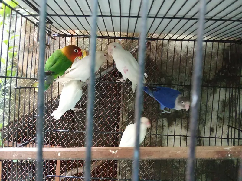 Love birds , Australian,rabbits 0321/98/92/022 — photo 5
