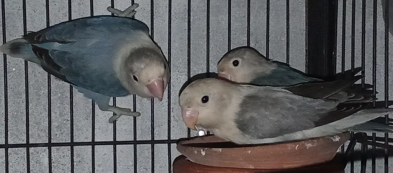 Love birds , Australian,rabbits 0321/98/92/022 — photo 7