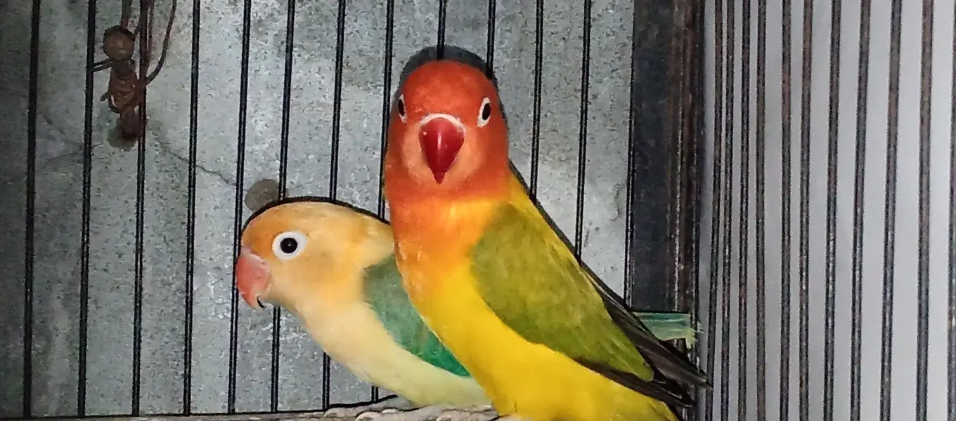 Love birds , Australian,rabbits 0321/98/92/022 — photo 8
