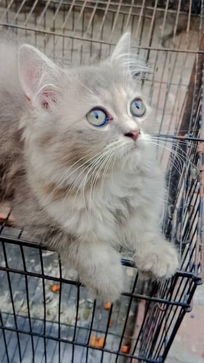Persian cats