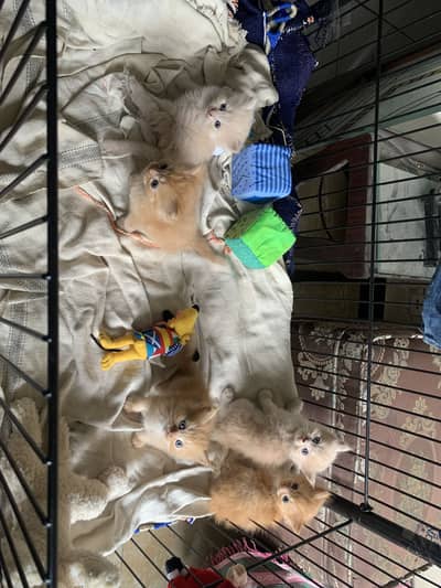 Persians Kittens 24k for each kitten
