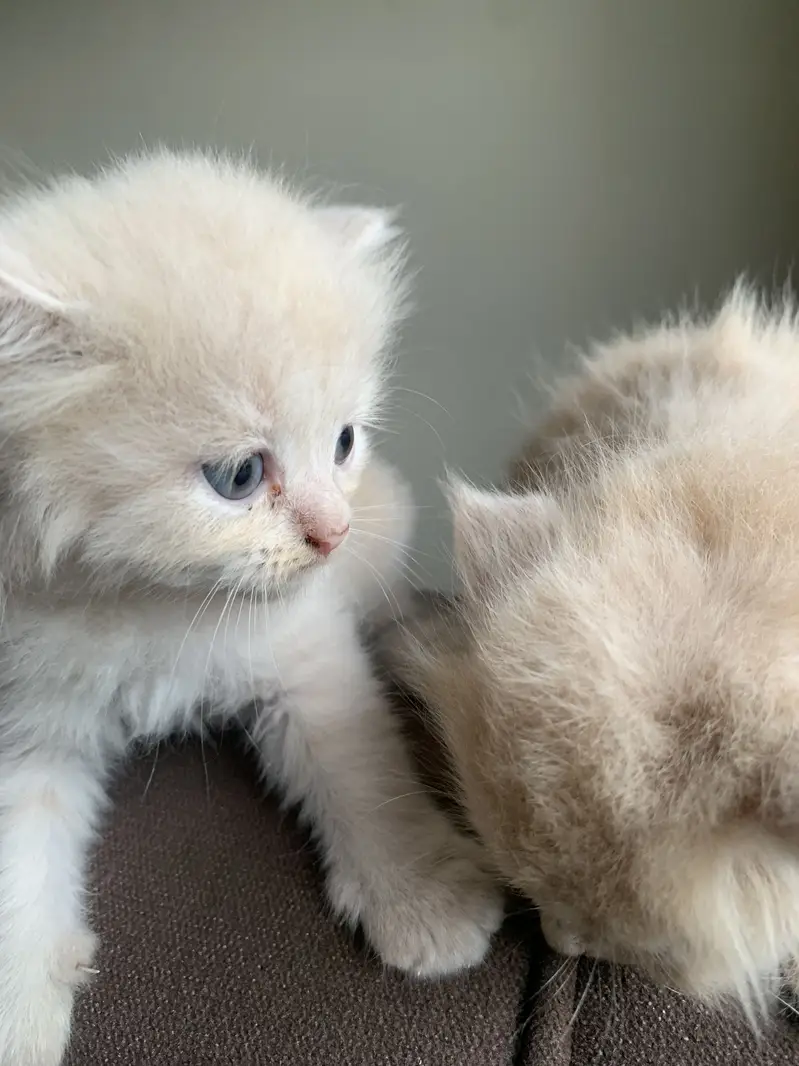 Persians Kittens 24k for each kitten — photo 2