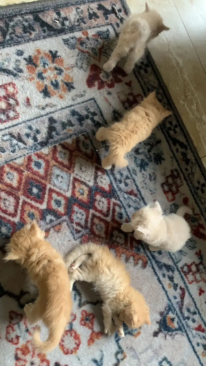 Persians Kittens 24k for each kitten — photo 4