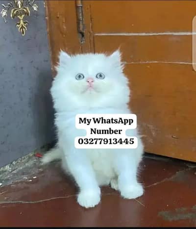 Persion Cat 2 month age for sale