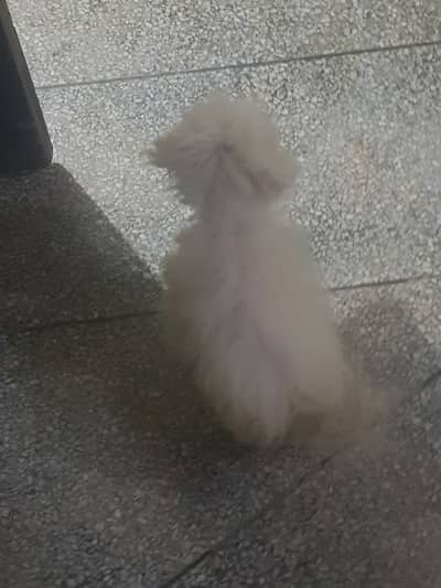 Poodle dog sale in lahore 03214366128