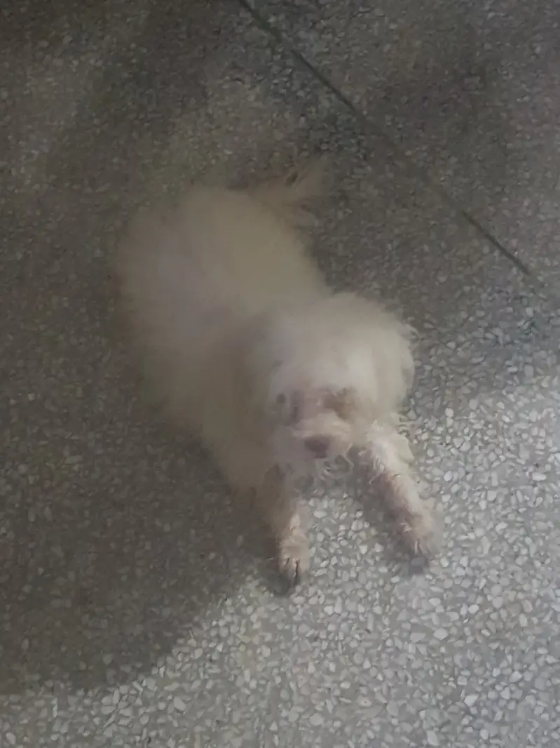 Poodle dog sale in lahore 03214366128 — photo 2