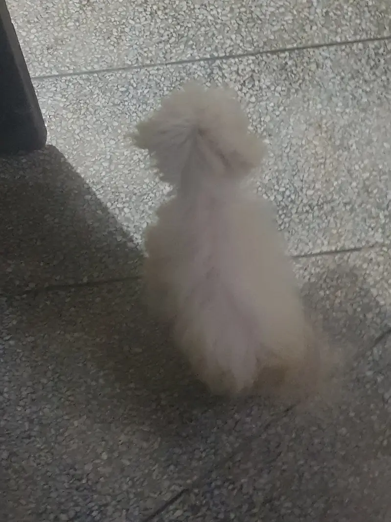 Poodle dog sale in lahore 03214366128 — photo 3