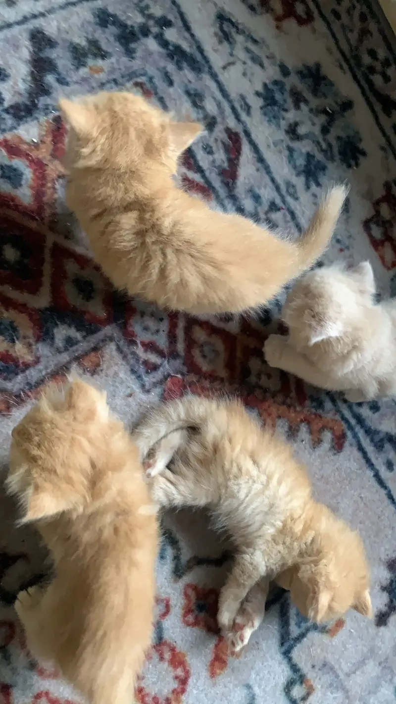 Persians Kittens 24k for each kitten — photo 5