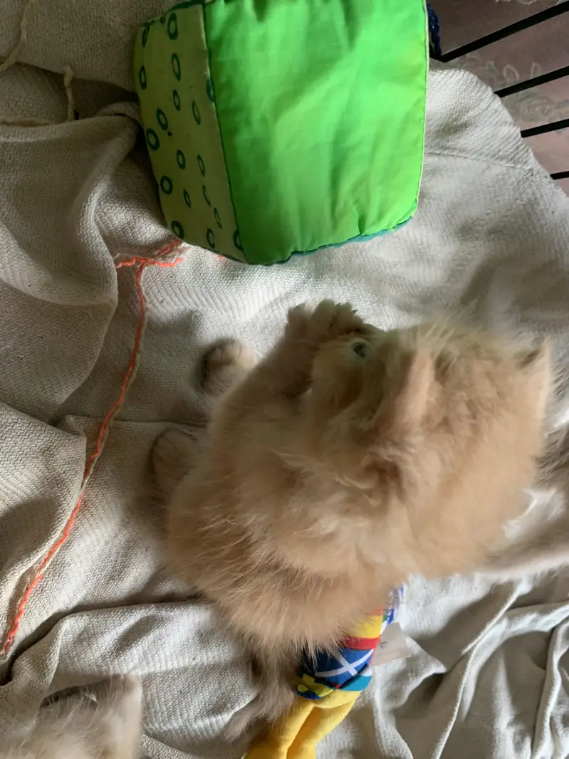 Persians Kittens 24k for each kitten — photo 6