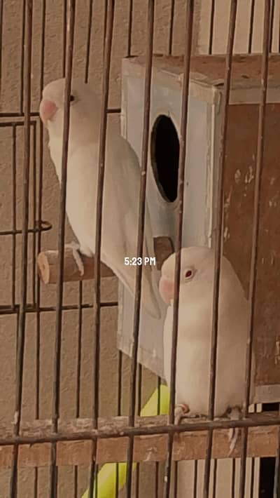 Australian pair or lovebird pair  for sale