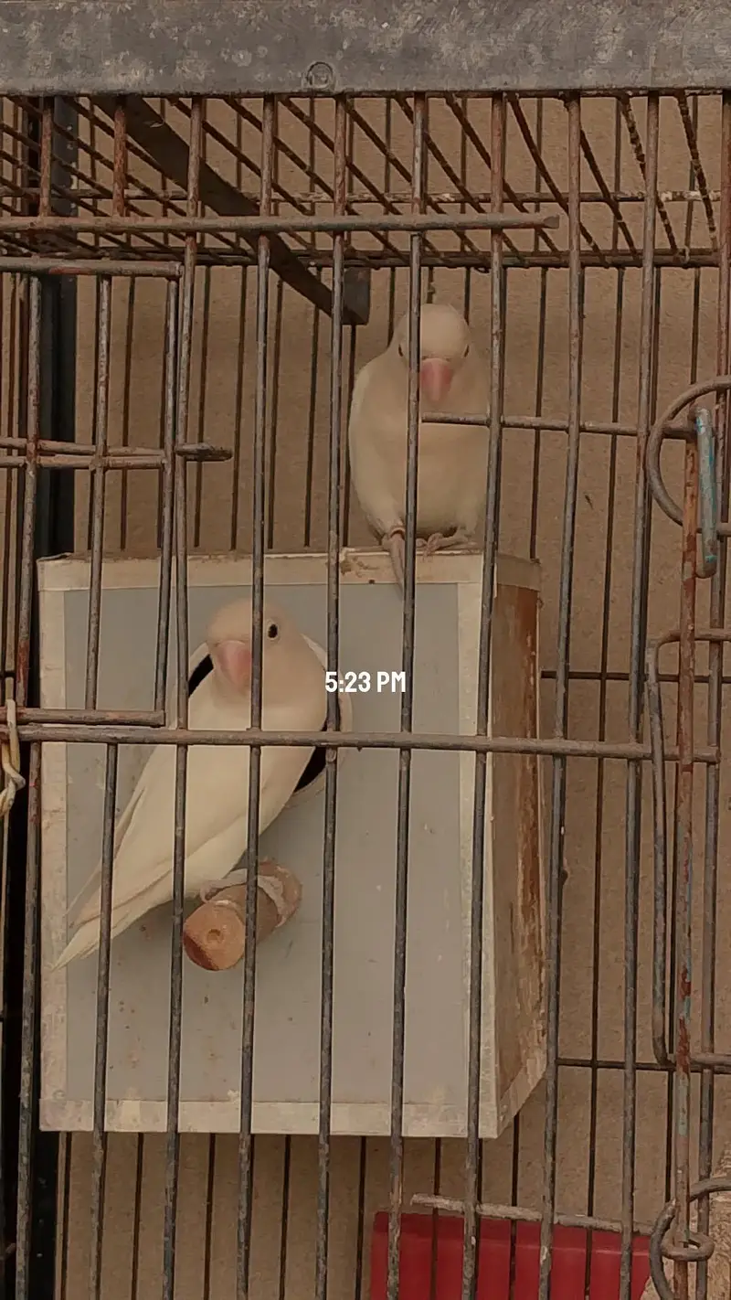 Australian pair or lovebird pair  for sale — photo 2