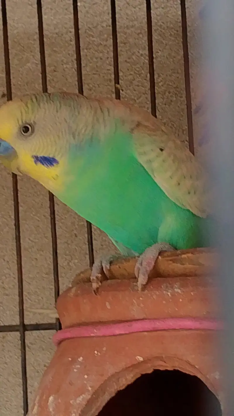 Australian pair or lovebird pair  for sale — photo 3