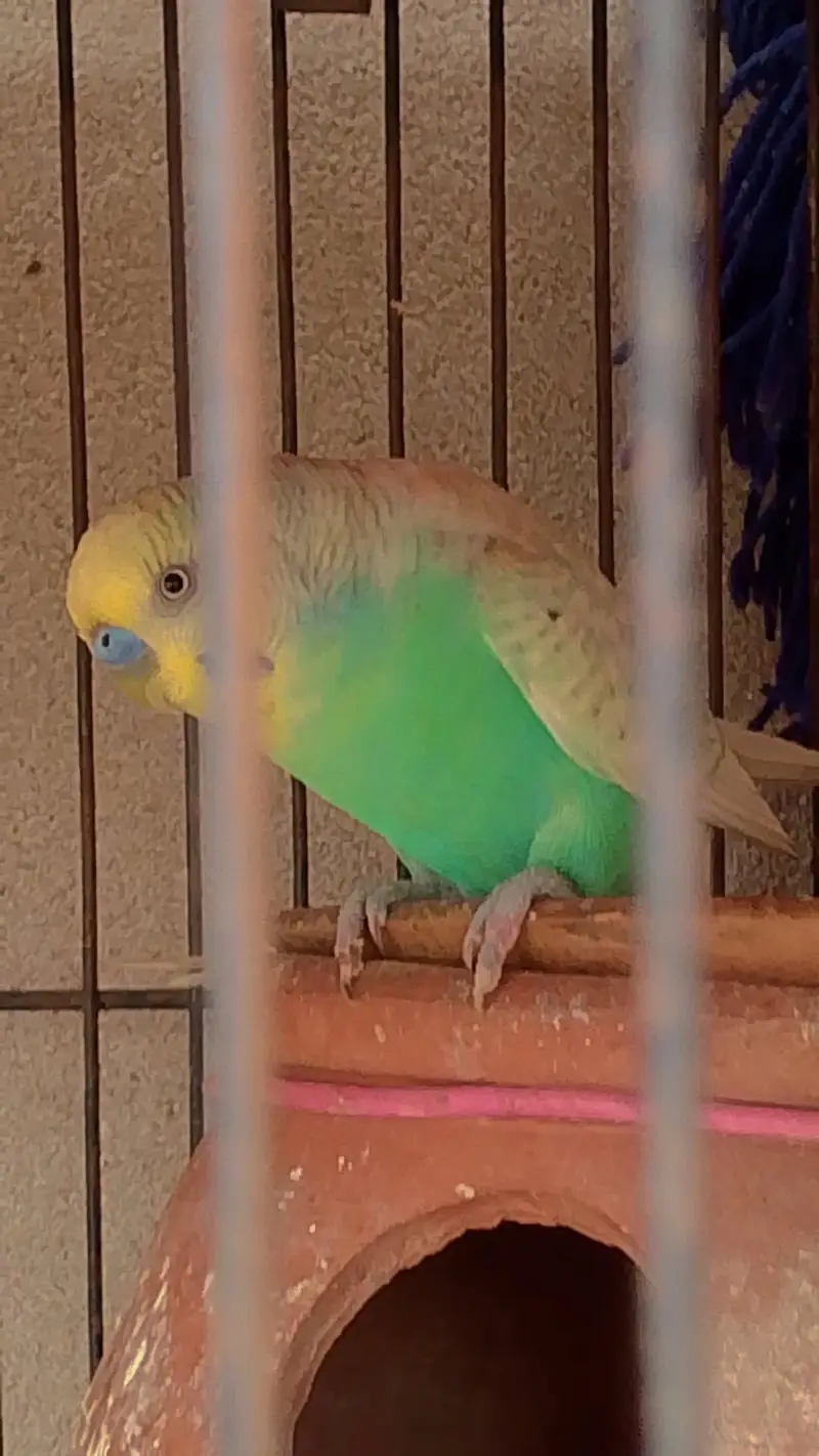 Australian pair or lovebird pair  for sale — photo 4