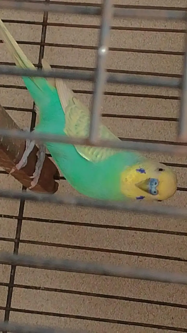 Australian pair or lovebird pair  for sale — photo 5