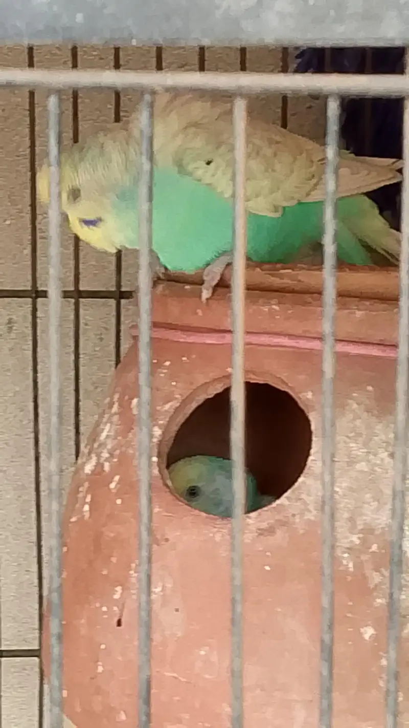 Australian pair or lovebird pair  for sale — photo 6