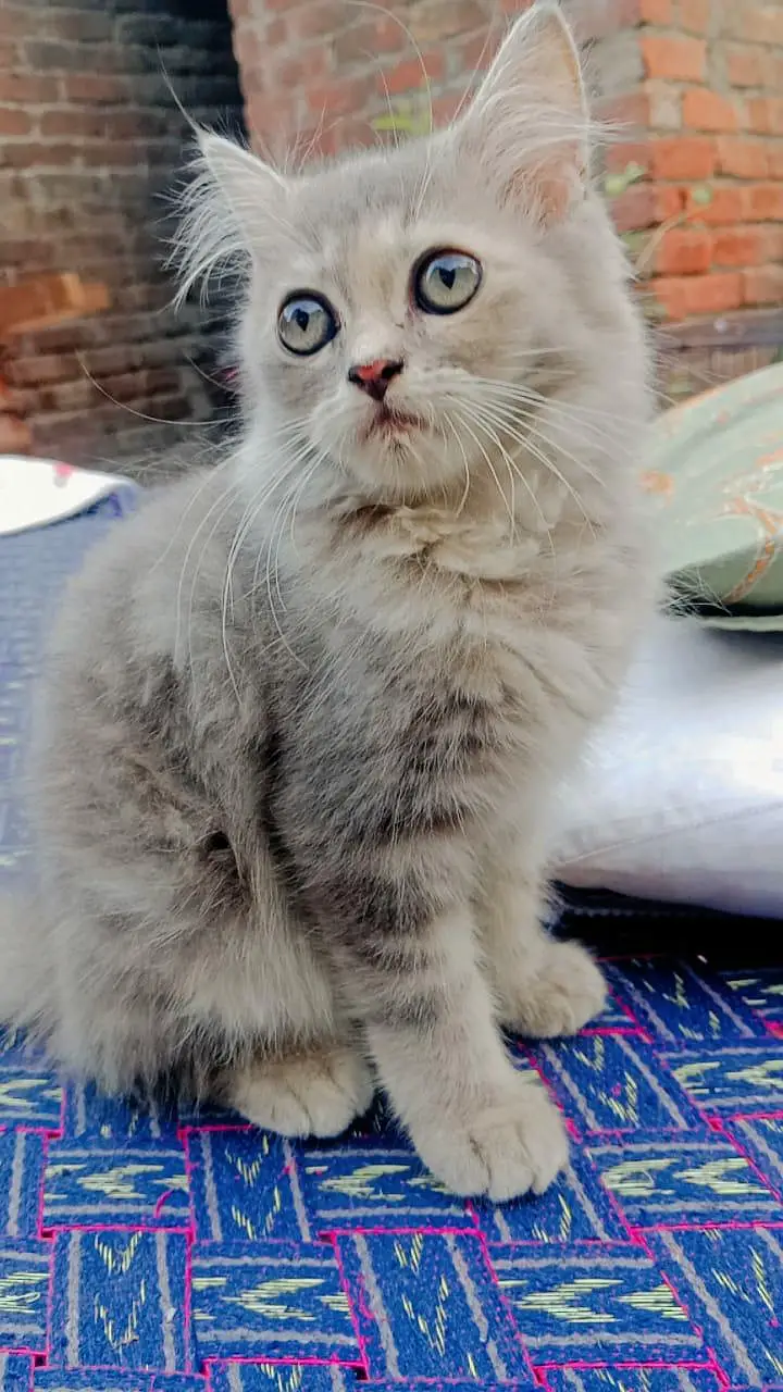 Persian cats — photo 2