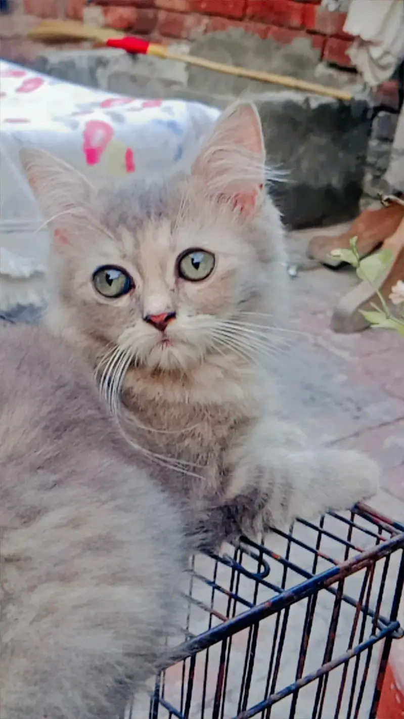Persian cats — photo 3