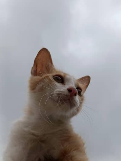 2 Female and 2 Male Cats want to sale urgently