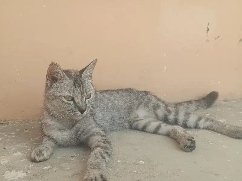 2 Female and 2 Male Cats want to sale urgently — photo 2