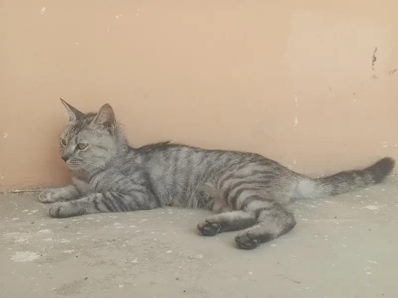 2 Female and 2 Male Cats want to sale urgently — photo 3
