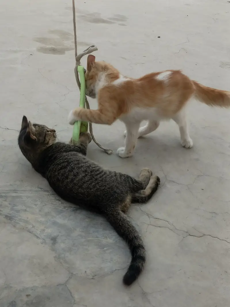 2 Female and 2 Male Cats want to sale urgently — photo 5