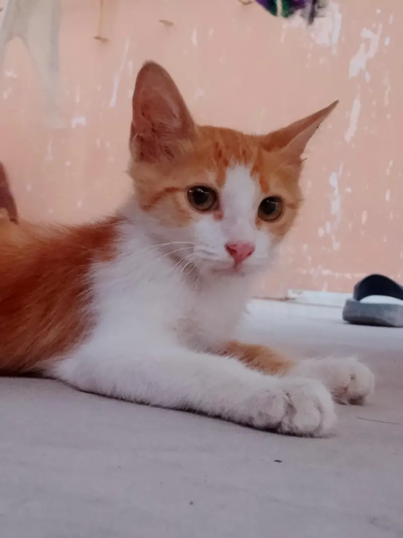 2 Female and 2 Male Cats want to sale urgently — photo 6